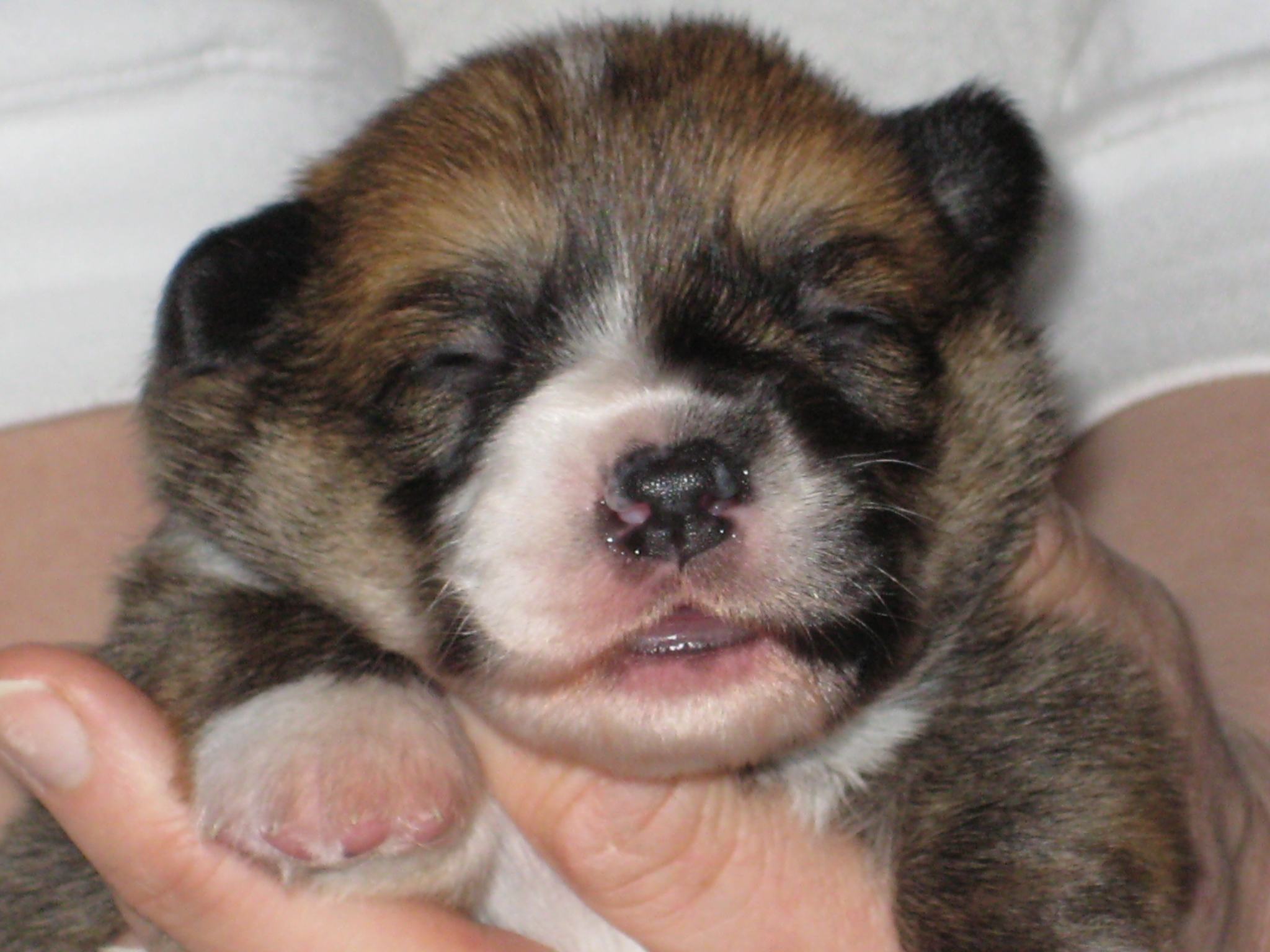 11 Dagen oud